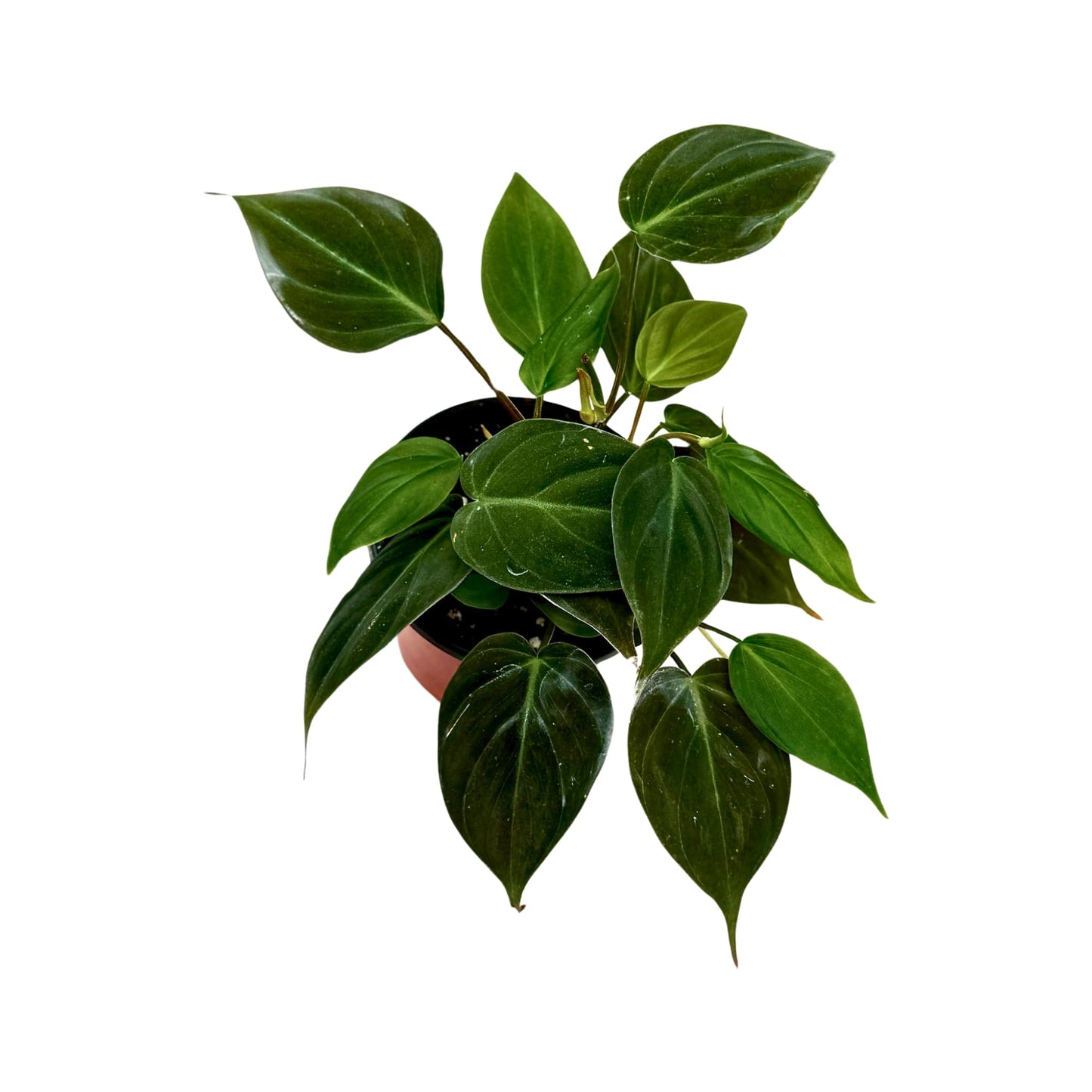 PLANTVERS Philodendron Micans in a 3" Grow Pot | Velvet Leaf Trailing Vine | Tropical Indoor Plant | Easy-Care Houseplant