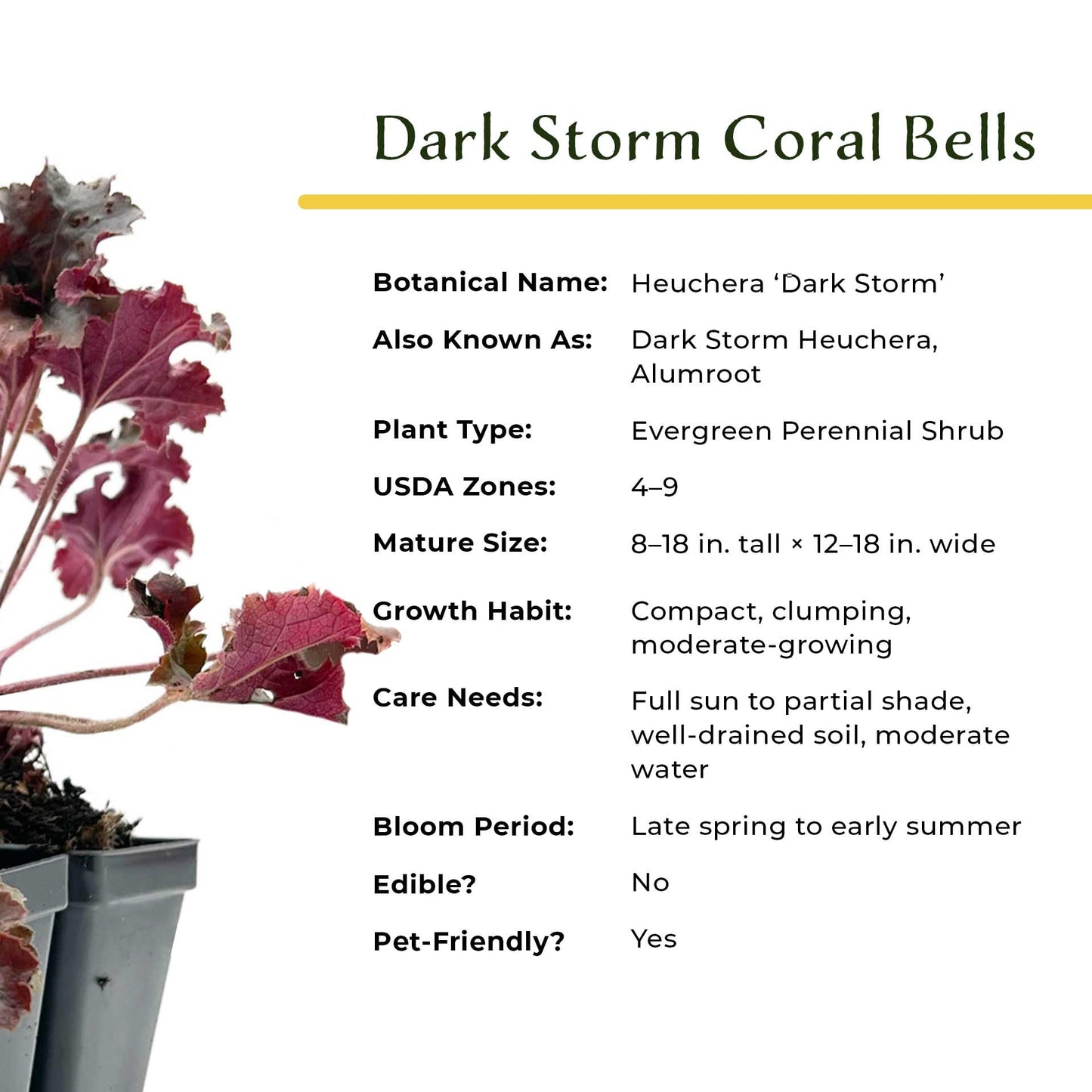 4 Dark Storm Coral Bells – Near Black Evergreen Shade Perennial with Glossy, Compact Ruffled Foliage for Borders & Containers (Heuchera ‘Dark Storm’) in 3.5” Cubes, Live Plants