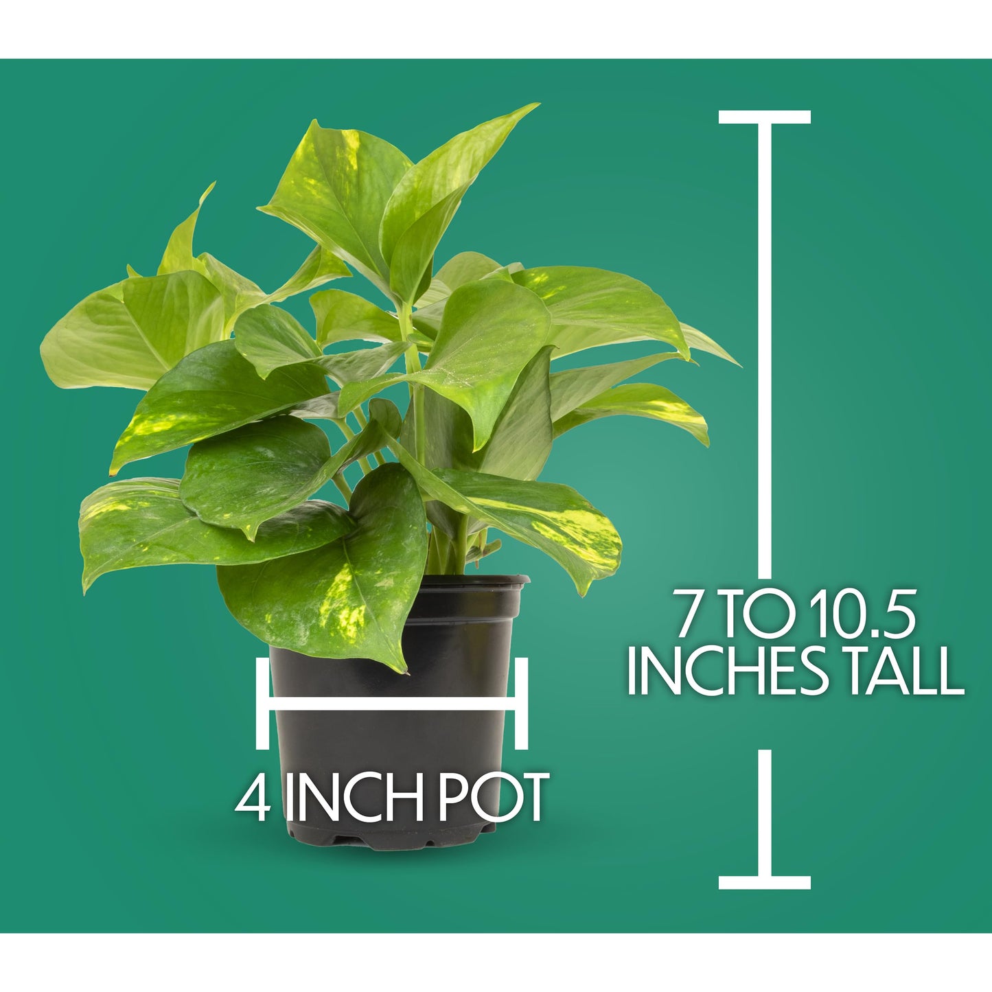 Essential Houseplant Collection (3PK) Live Plants Indoor Plants Live Houseplants in Plant Pots, Easy House Plants Indoors Live, Snake Plant, Pothos in Potting Soil, Clean Air Plants by Plants for Pets