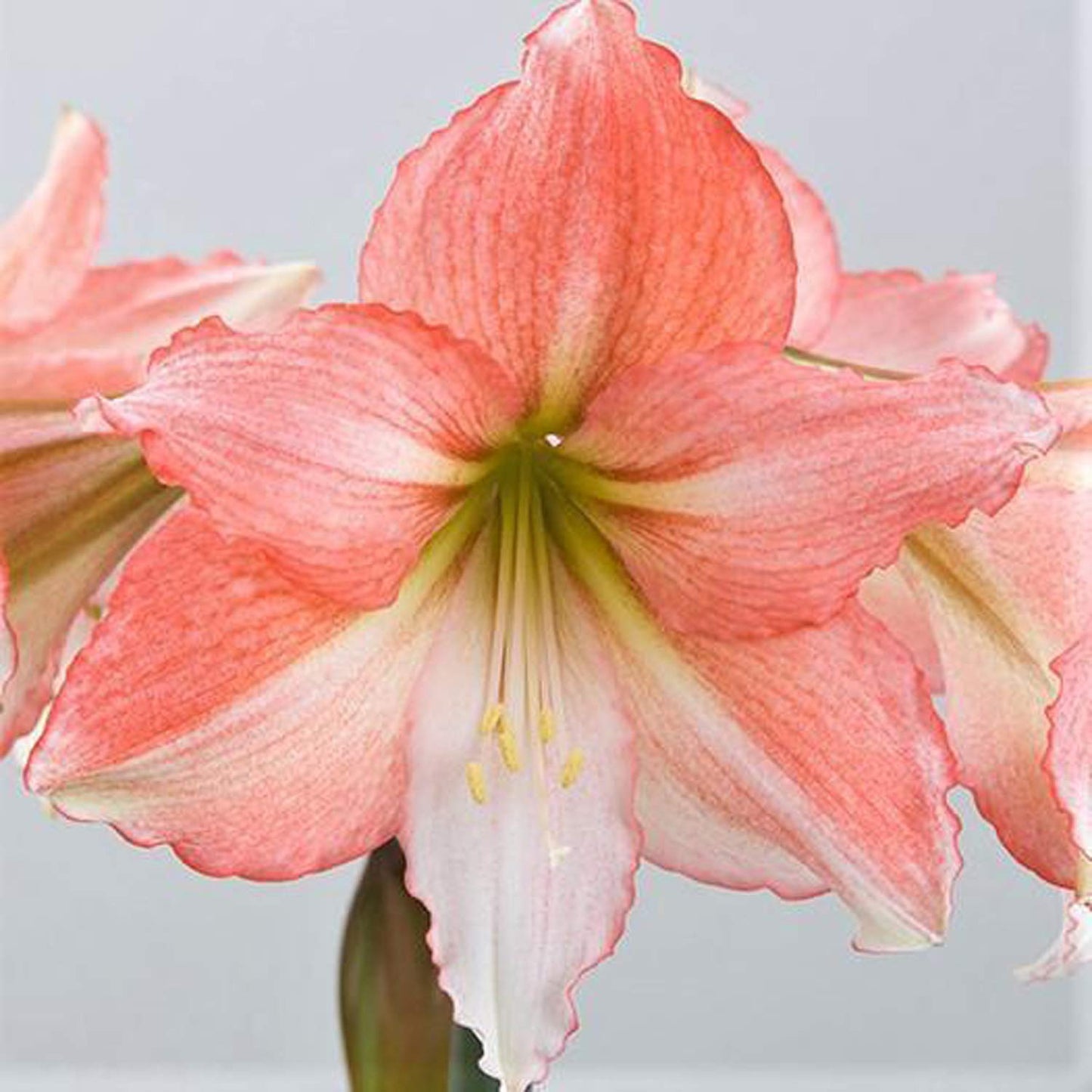 UtopiaSeeds Tinkerbell Amaryllis Bulb - Peach Amaryllis - One Large Bare Root Bulb