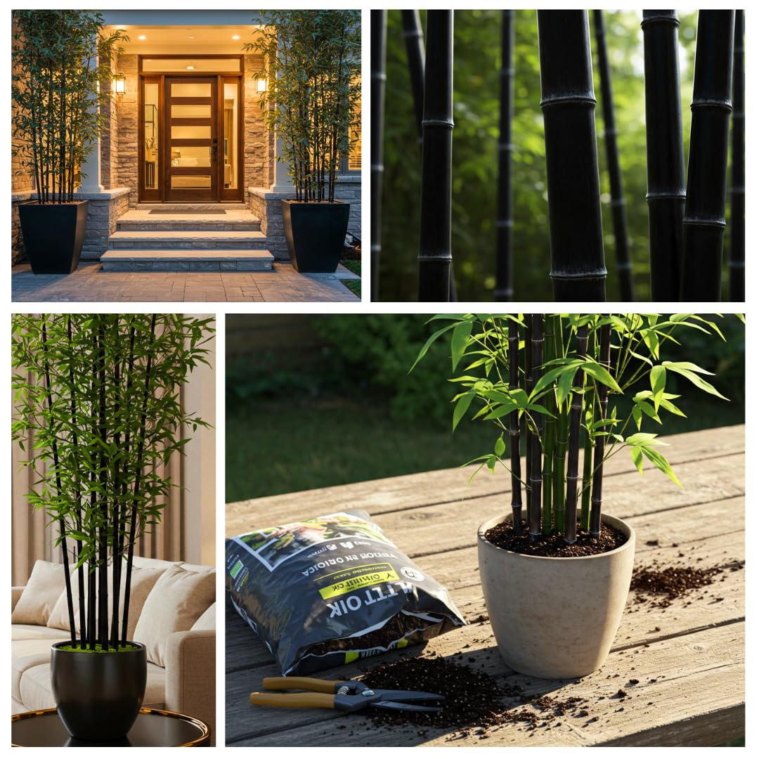 500+ Fresh Black Bamboo Seeds for Planting | Great for Privacy, Fast Growing