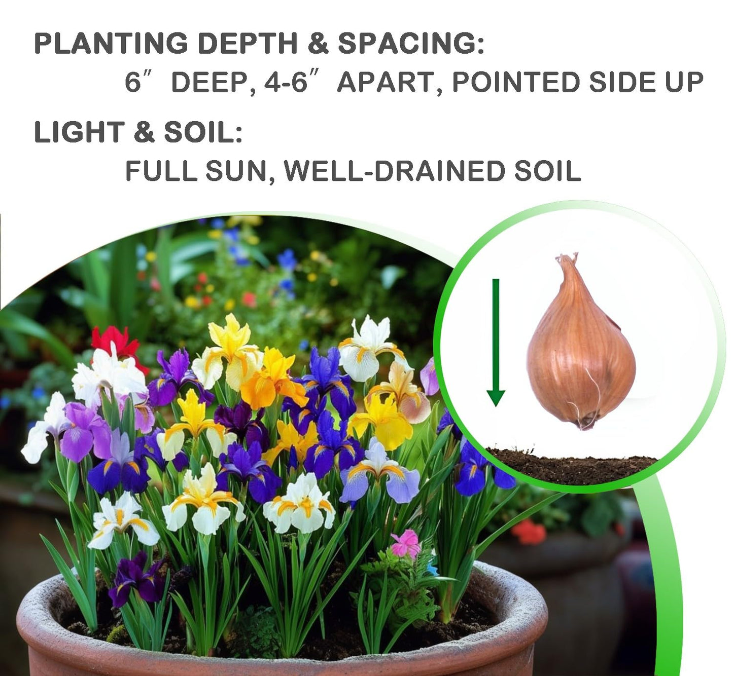 Dutch Iris Bulb Collection – Premium Mixed Blooms in Blue, White & Yellow | Late Spring Hardy Perennial Flowers for Beds, Borders & Containers – Attracts Pollinators – Zones 3–8 - (45 Bulbs)