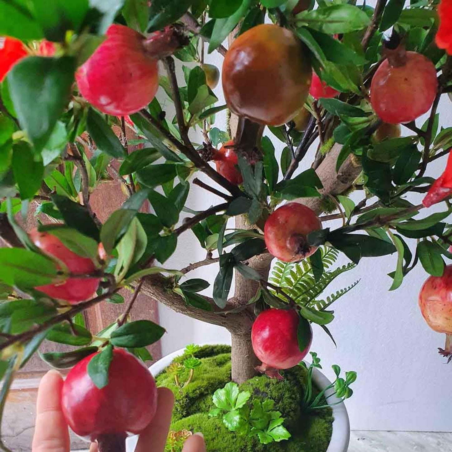 Pomegranate Tree Live Plants, Sweet Pomegranate Tree Plant, Pomegranate Sapling, 5 to 8 Inch Tall