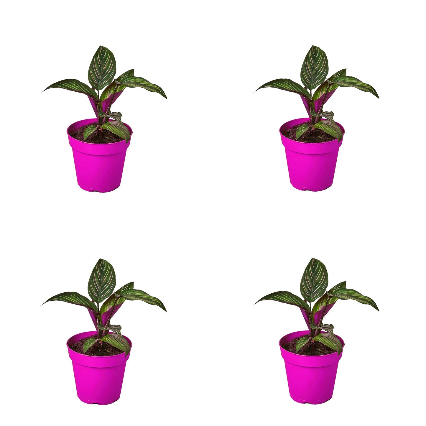 4 Pack Calathea 'Beauty Star' in 4in Pot - Live Plants Tropical Houseplants | Variegated | USA Growers | The Snobby Leaf