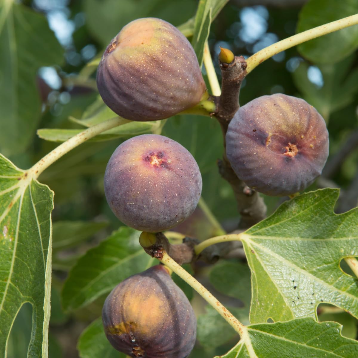 Live Olympian Fig Tree (5-9") - Award Winning Ficus Carica - Ultra Cold Hardy Zone 6-10 - Large Sweet Fruit - Self-Pollinating Container or Garden Patio Plant - Heavy Producer