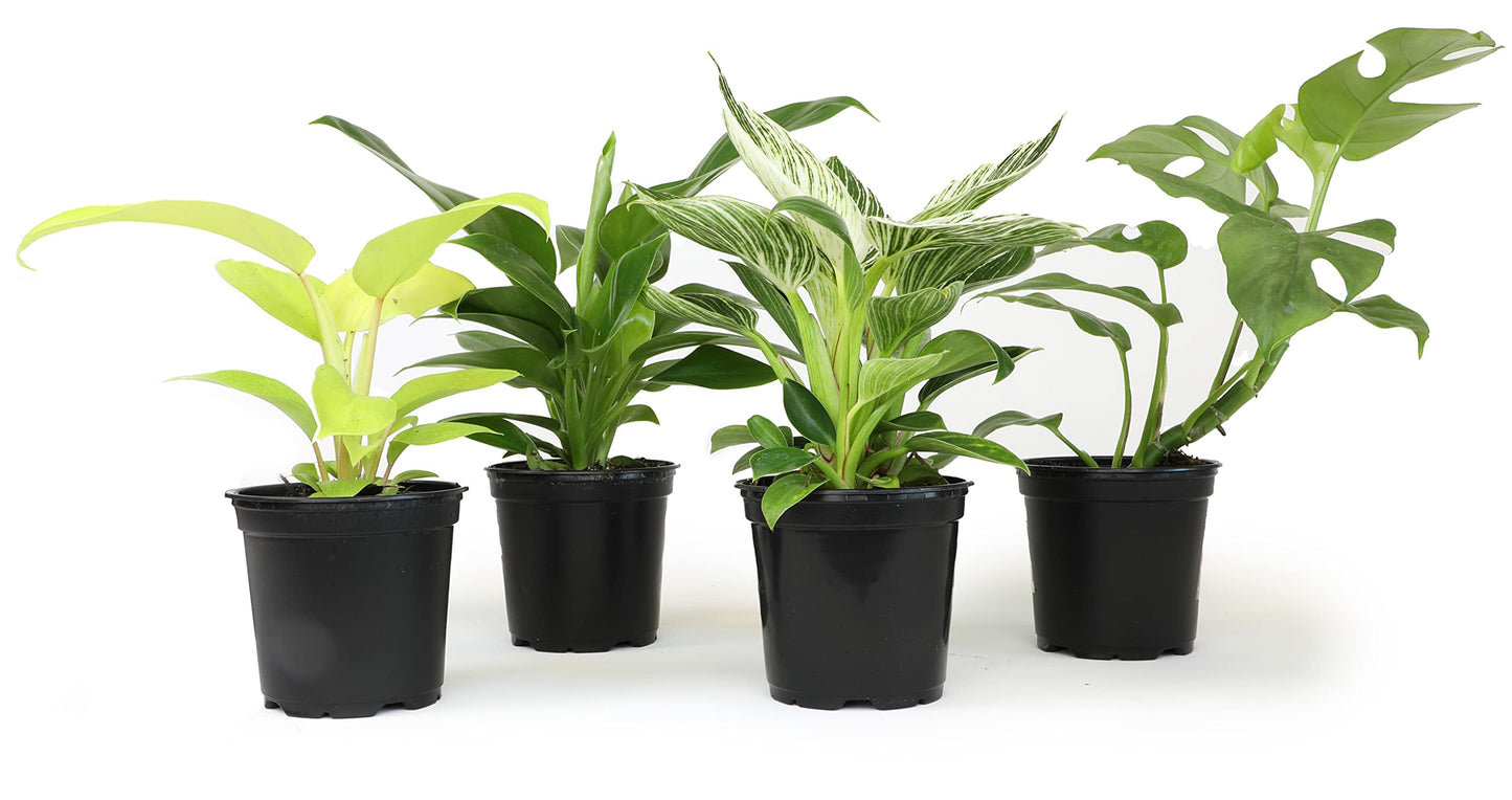 Real Philodendron Plant Variety Pack (Includes 4 Live Plants) in 4.25" Grower Pots, Easy to Grow Air Purifying Philodendrons, Seasonal Surprise Box, Easy & Popular Houseplants by Plants for Pets
