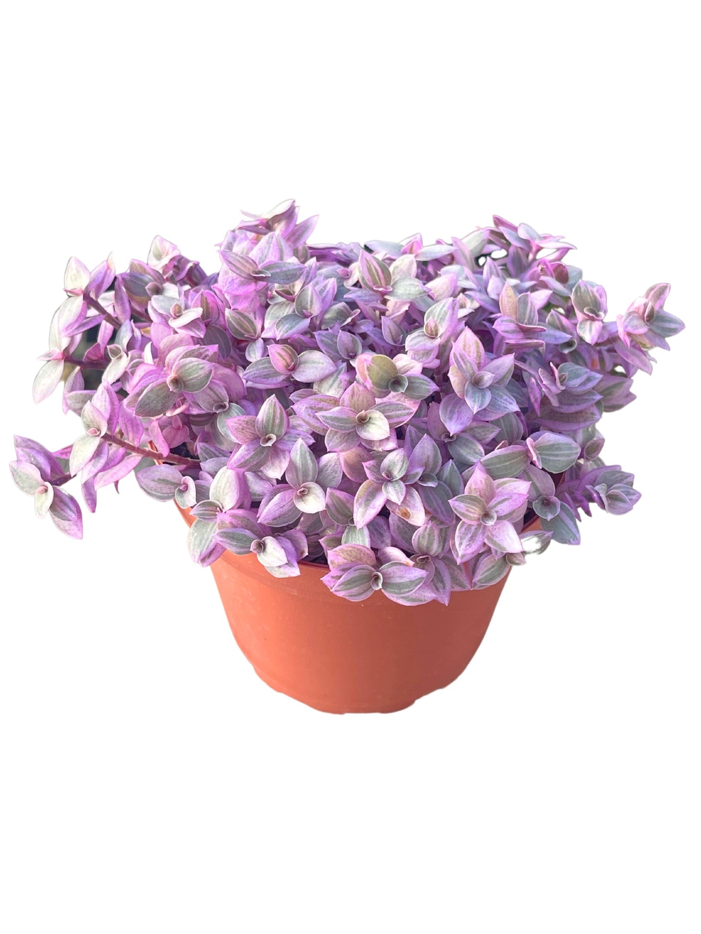 Live Succulent 4" Callisia Repens Pink Lady Turtle Vine, Succulents Plants Live Fully Rooted House Plant for Home Office Decoration, DIY Projects by The Succulent Cult