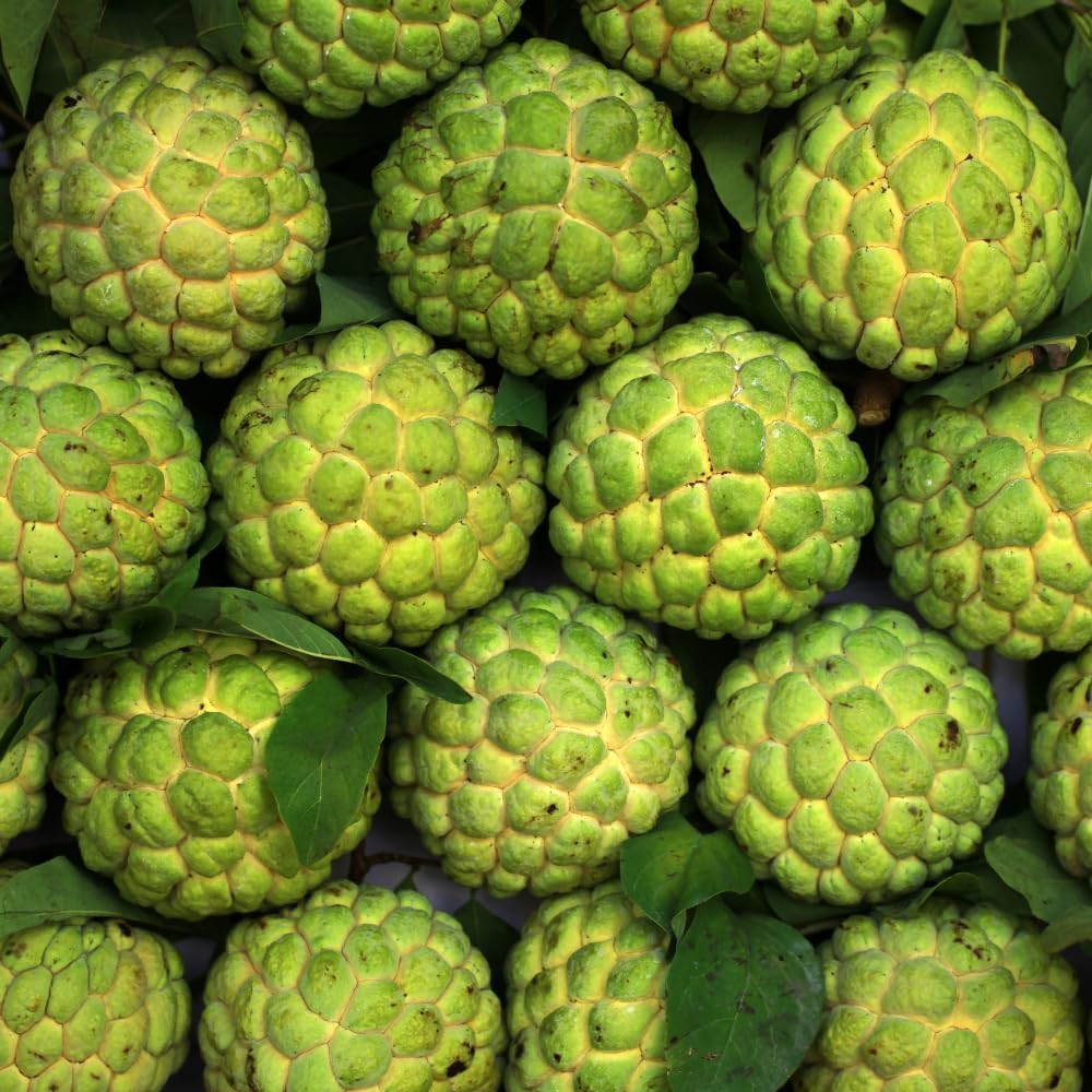 Green Sugar Apple Tree Live Plant, Tropical Custard Apple Fruit Plant, 1-2 Ft Tall in 1 Gallon Pot, Hardy, Cold Climate Ready, No Ship to CA,HI,AK