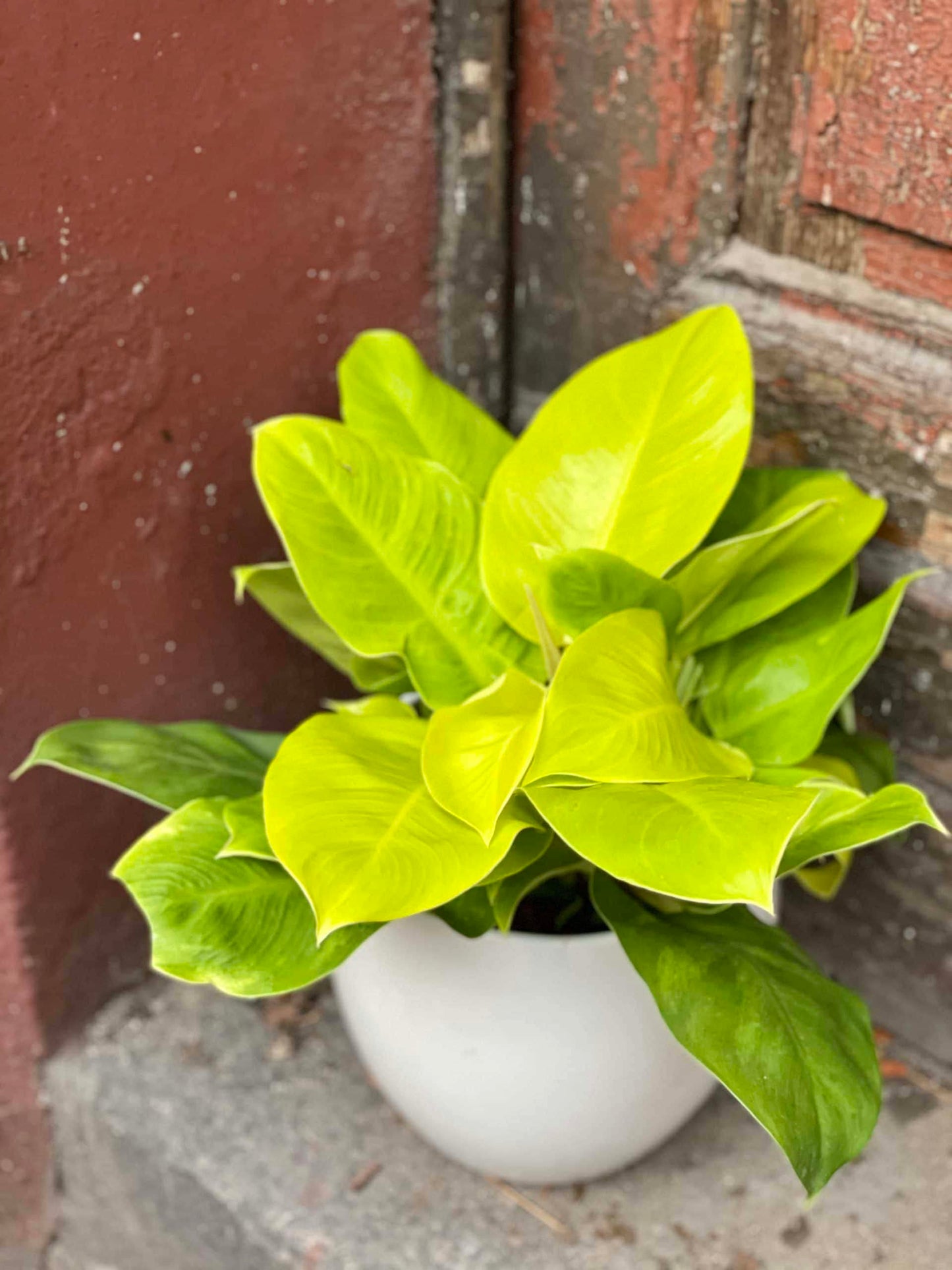 Philodendron Moonlight - Live Starter Plant - Rare and Elegant Indoor Houseplant