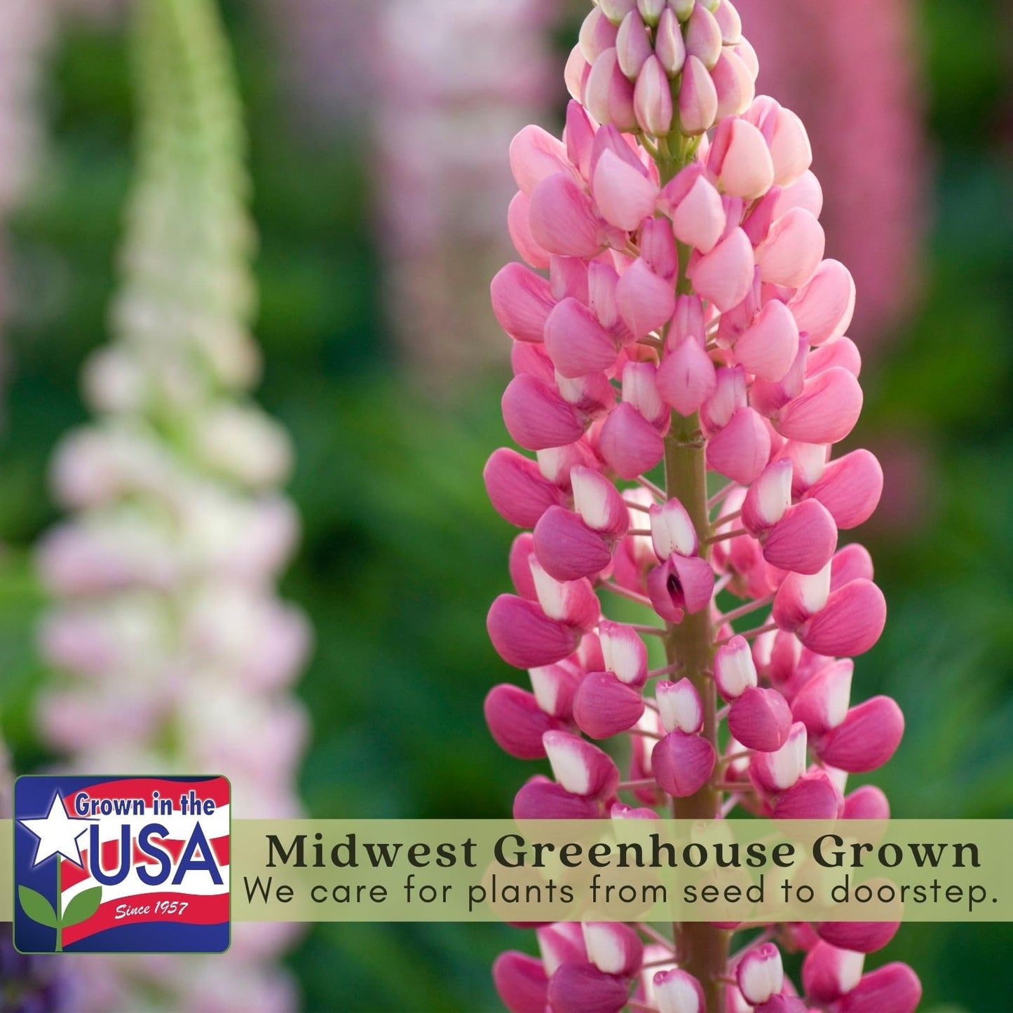 Clovers Garden Foxglove Dalmatian Mix Plants Two (2) Live Plants Non-GMO - Each 4" to 8" Tall in 4" Pots Heirloom Perennial, Pollinator Friendly Lavender, Purple, Pink, Cream, and White