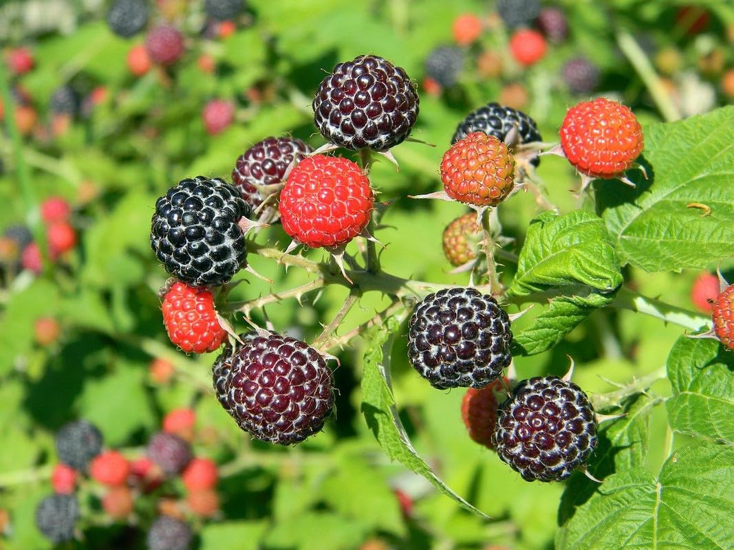 1 Black Raspberry Plant Live for Planting 6-12 Inches Tall, Everbearing Raspberry Plants Sweet Raspberry Fruits Starter Plant