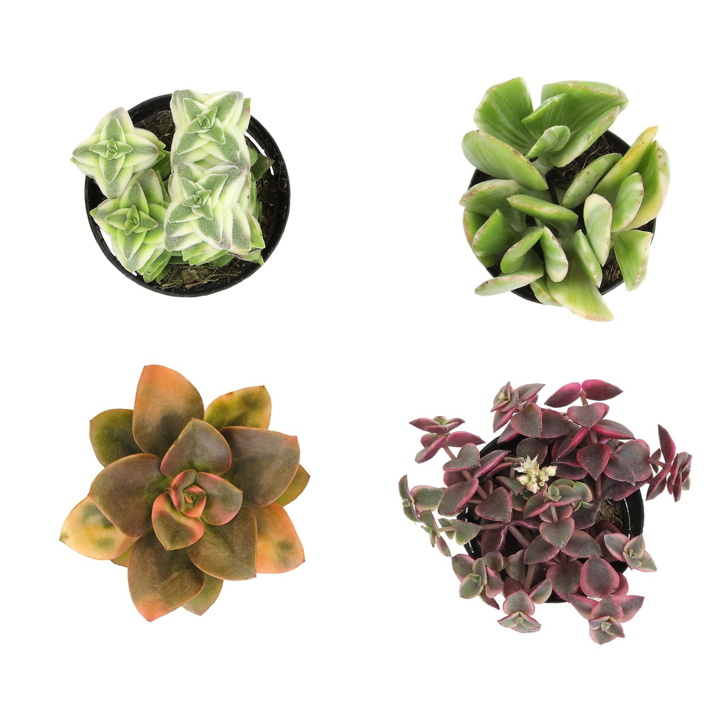 Altman Plants Variegated Succulent Plant Collection (4PK) Mini Succulents, Colorful Succulent Plants, Live Succulents, Multicolor Succulents, Variegated Live Plants & House Plants in 2.5" Pots