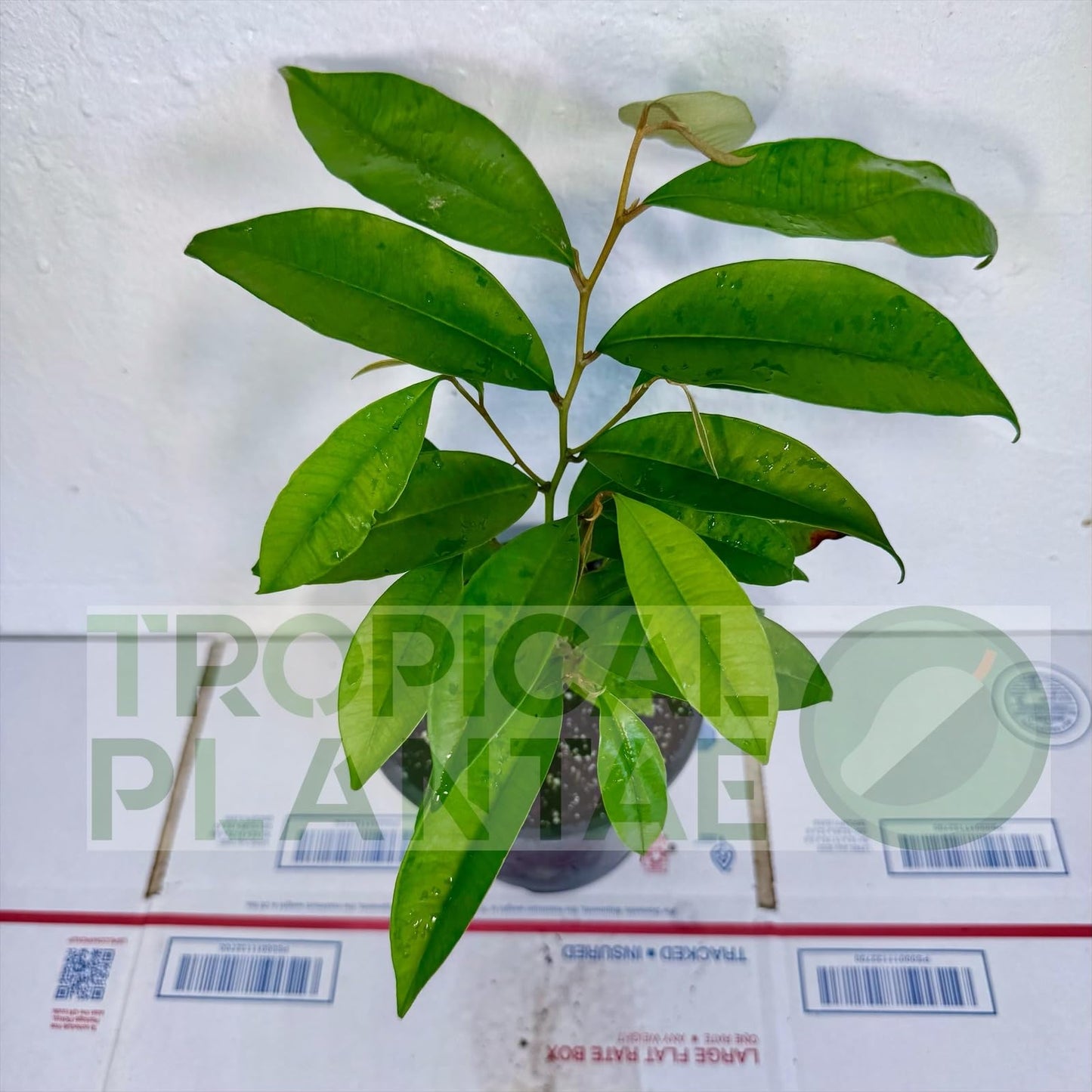 Caimito Tree (Chrysophyllum cainito) – Star Apple Live Tropical Fruit Plant 1–2 ft Tall TROPICALPLANTAE