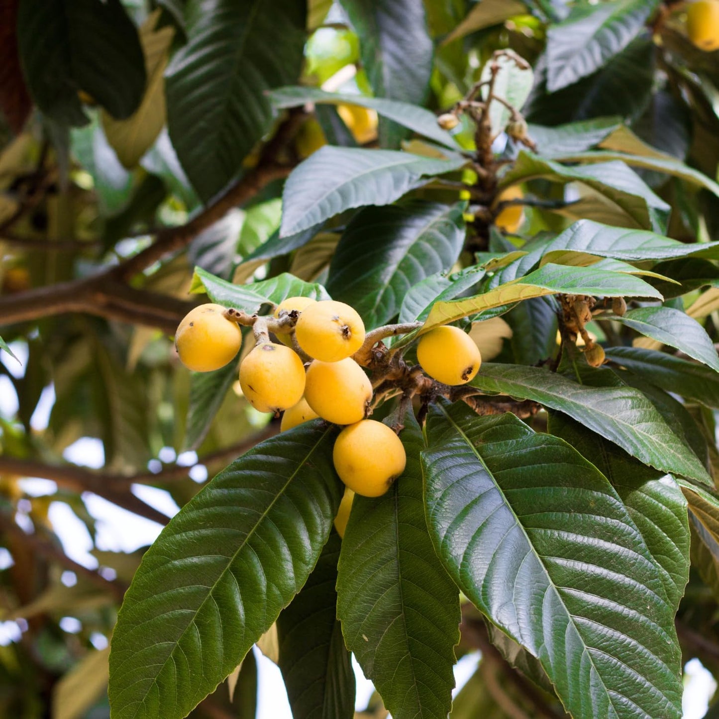Loquat Fruit Tree Plant Live, Well-Rooted Plant for Garden, 10-14 Inches Tall, Half Gallon Pot