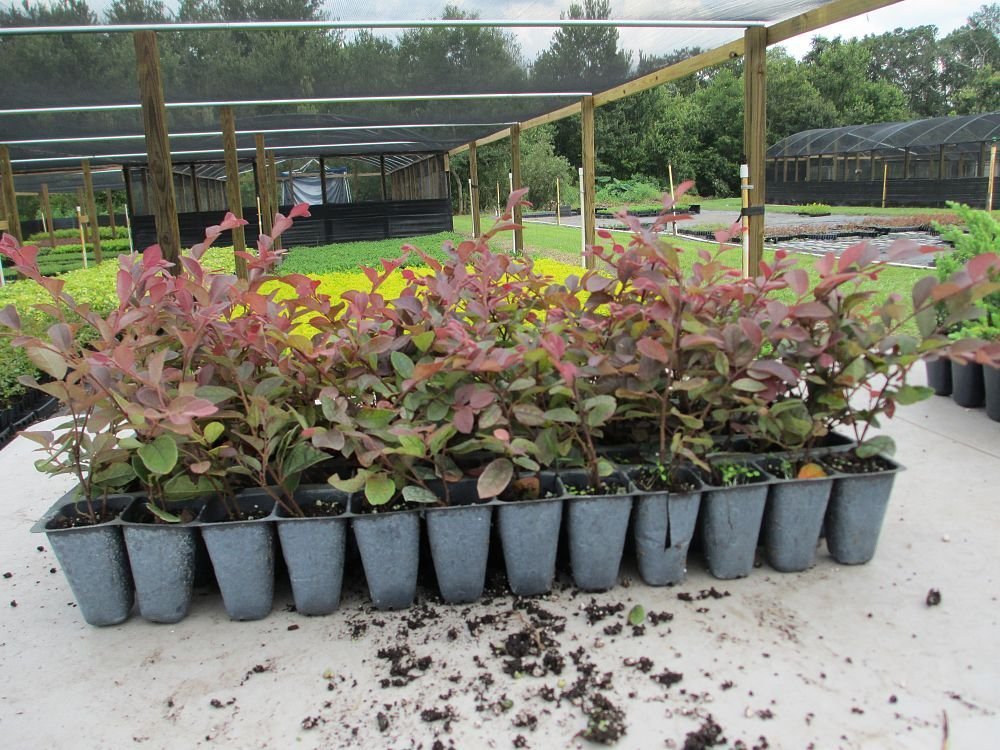 Plum Delight | 40 Live Plants | Loropetalum Chinense | Evergreen Shrub, Purple Foliage, Year-Round Color, Ornamental Shrub, Low Maintenance, Drought Tolerant, Fast Growing