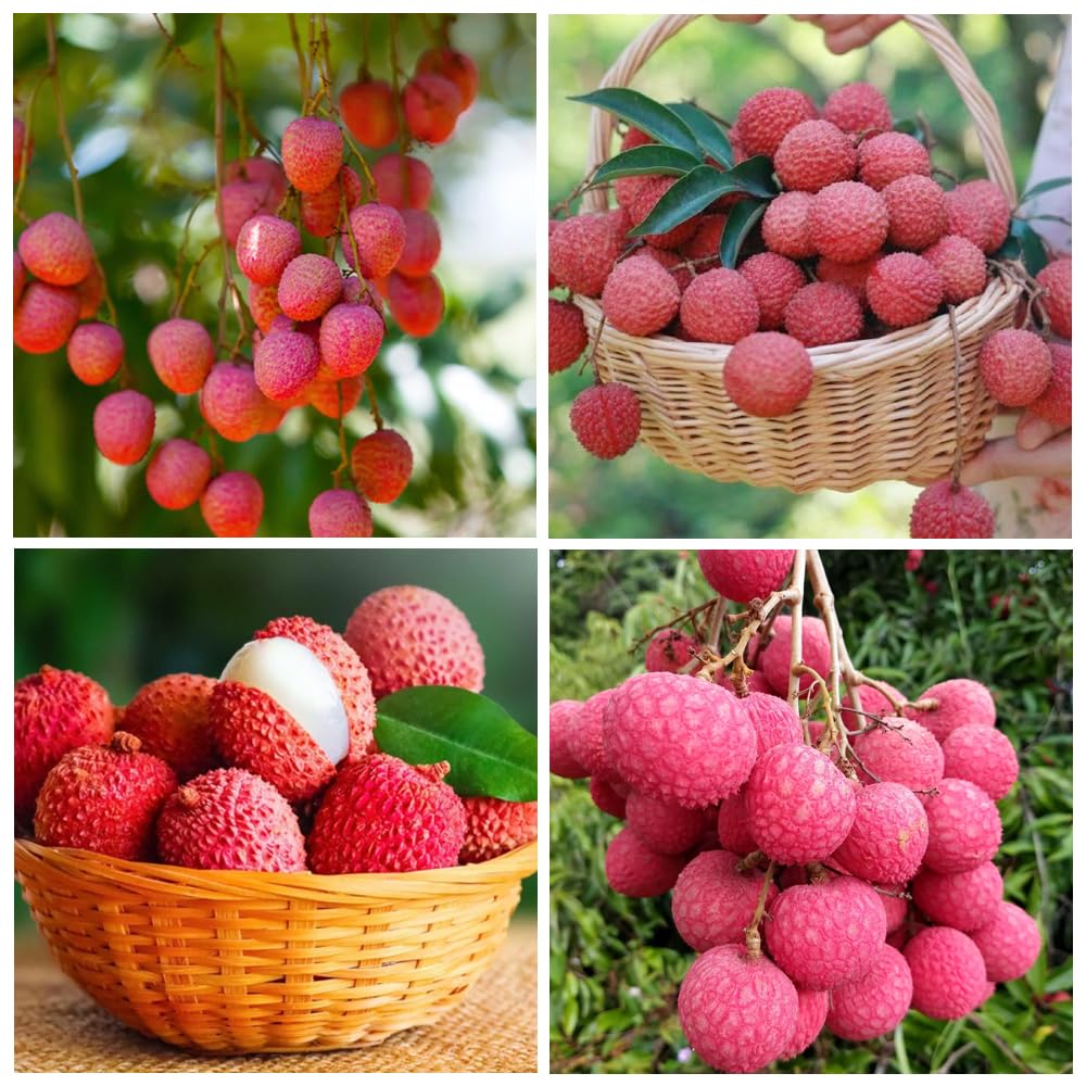 15+Lychee Tropical Fruit Seeds for Planting Outdoor- Non-GMO Heirloom Litchi Seed for Exotic Home Gardening-Perennial Psidium Guajava Exotic Fruit for Plant Indoor Bonsai Tree