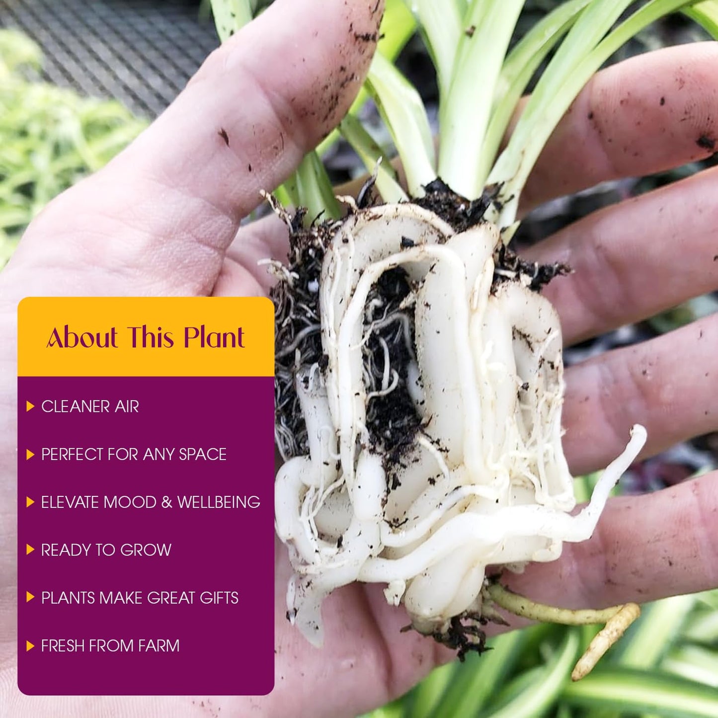 Hawaiian 2 Pack Live Spider Plants - Starter for Home & Office Decor - Air Purifying Rare Houseplants with White & Green Striped Foliage - Easy to Grow Indoor & Garden Plant (Pack of 1)