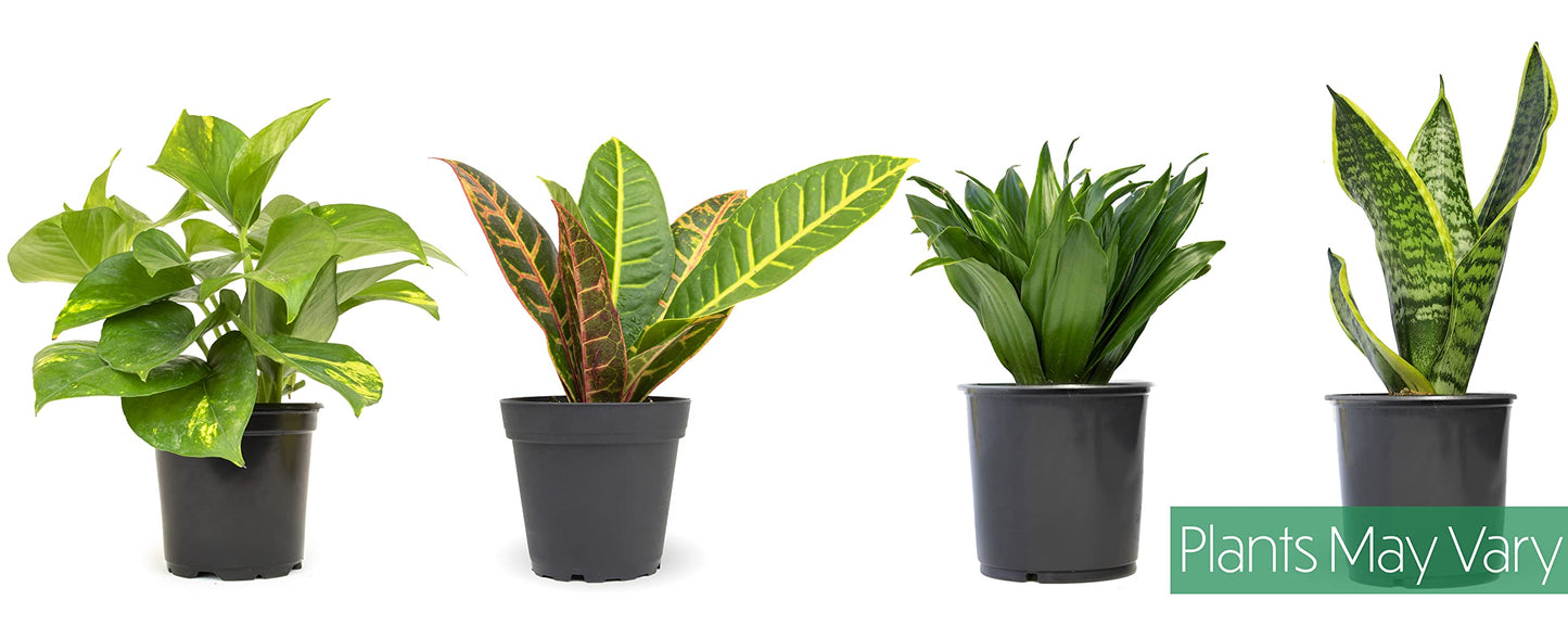 Essential Houseplant Collection (4PK) in 4.25" Grower Pots, Easy Air Purifying Plant Pack with Pothos, Syngonium, Philodendron, & More Popular Live Houseplants for Beginners by Plants for Pets