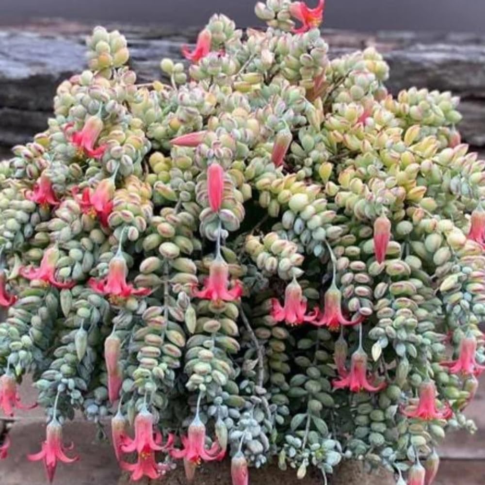 Cotyledon Pendens Succulent Live Plant, 4" Pot, Trailing Succulent Plant, Small Houseplant Cactus for Planting Indoor