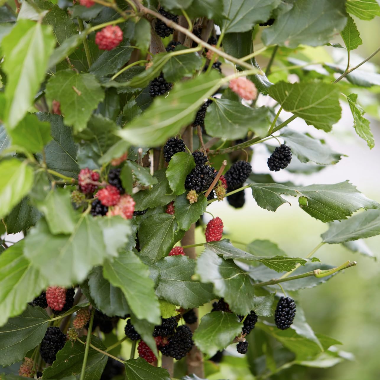 Mojo Berry Mulberry – Live Fruit Tree, 5–9 Inches Tall – Charlotte Russe Dwarf Mulberry Variety, Sweet Edible Berries, Fast-Growing, Self-Fertile, Perfect for Pots or Garden, Cold Hardy