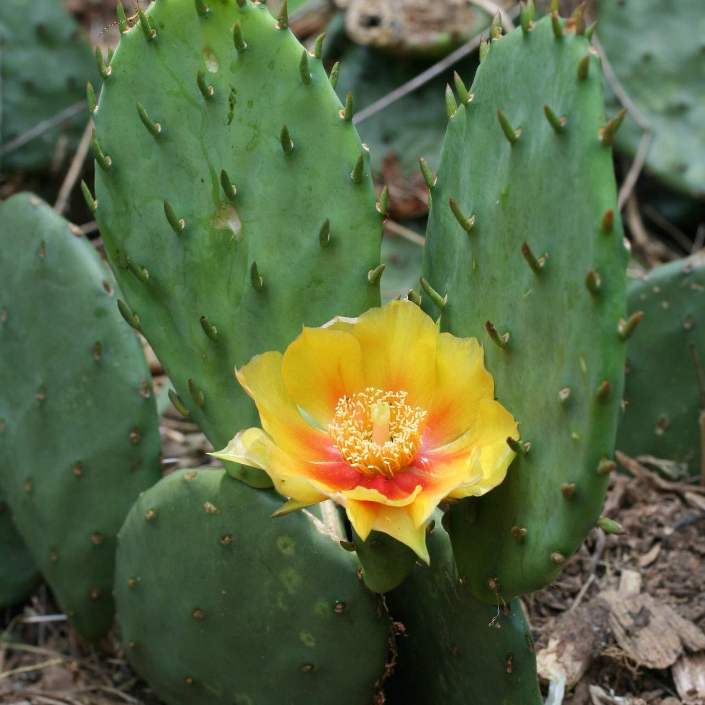 Eastern Prickly Pear Cactus Seeds (Opuntia humifusa) Packet of 5 Seeds