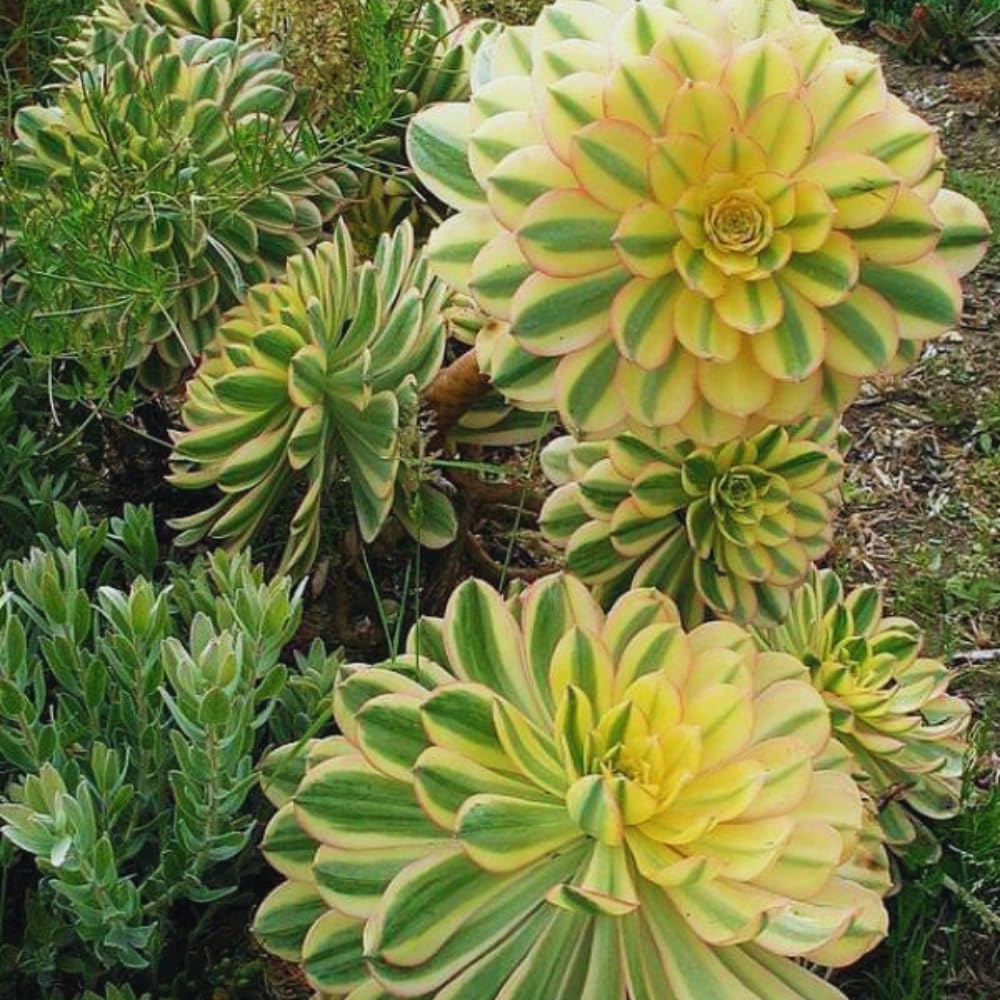 Aeonium Succulents Plant Live, Yellow Pink Green Aeonium Plant, House Plant Live 4 Inc Potted, Easy to Plant Gardening