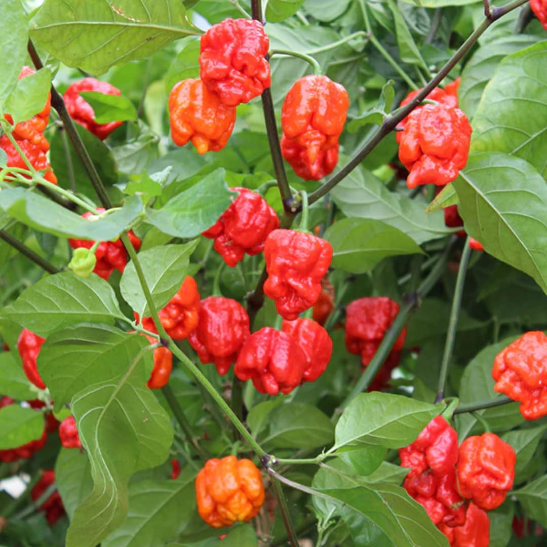 Live Carolina Reaper Pepper Plant in 4 Inch Pot, 4–7 Inch Tall Seedling, Hot Chili Pepper Plant for Garden or Container Growing