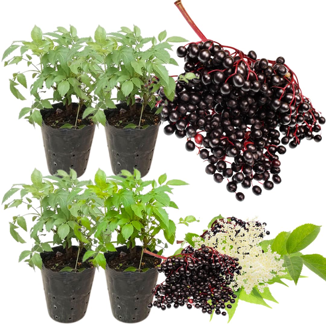 4 Black Elderberry Bushes Trees Plants Live for Planting, 5-9", American Elderberry Cold Hardy for Outdoor Growing