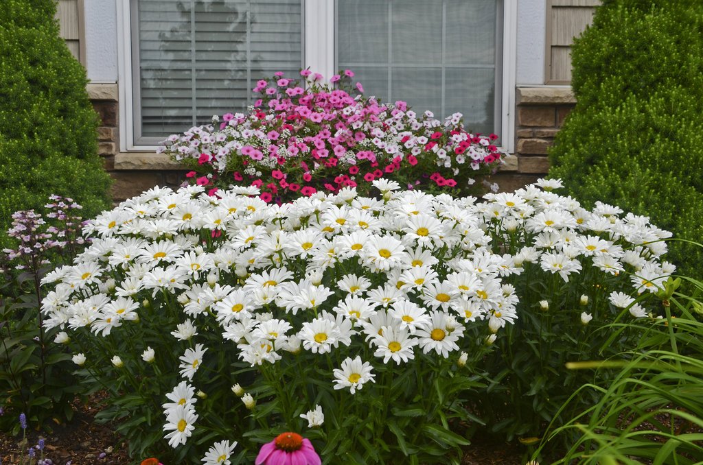 Proven Winners - Leucanthemum AMAZING DAISIES Daisy May (Shasta Daisy) Perennial, white flowers, 1 - Size Container