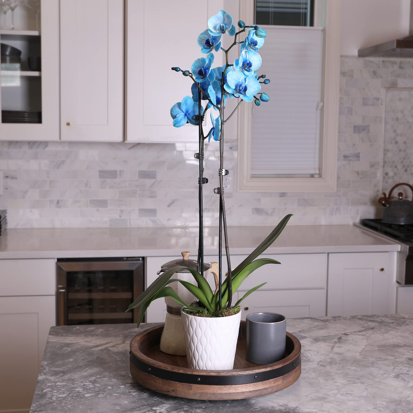 Green Circle Growers Blue Watercolor Orchid in a 5" White Pot, Live Indoor Plants, House Plant