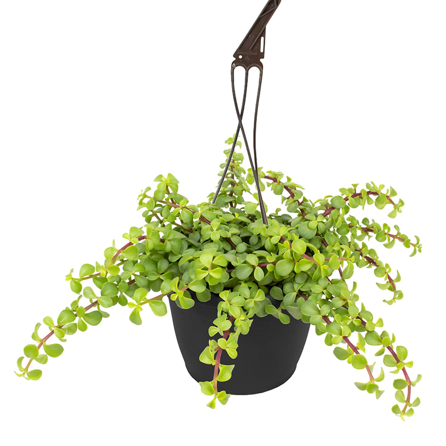 Trailing Elephant Bush Portulacaria Succulent Plant Hanging Basket, Pet Friendly Live Indoor Plants & Succulents, Real Houseplant, Non-Toxic Houseplants for Home or Office