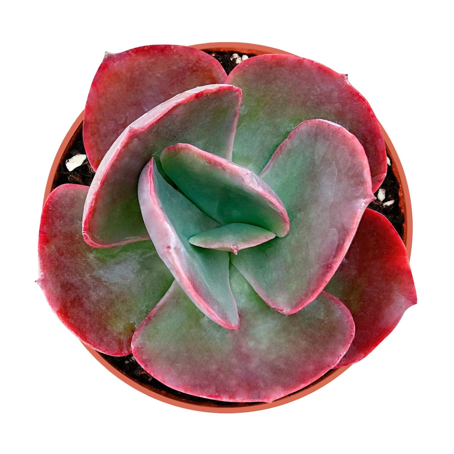 Sprout N Green Echeveria Big Red, Live Succulent Plant Fully Rooted in 4" Pots with Soil Mix, Real Houseplant for Indoor Outdoor Home Office Wedding Decoration Party Favor