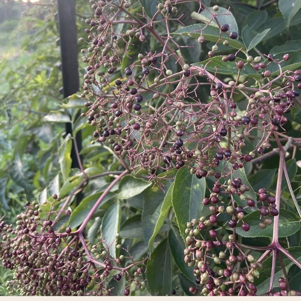 Sweet Black Elderberry Plants Live for Growing 2 to 3ft Tall, Black Elderberry Bush Live Plants, Elderberries Fruits Trees