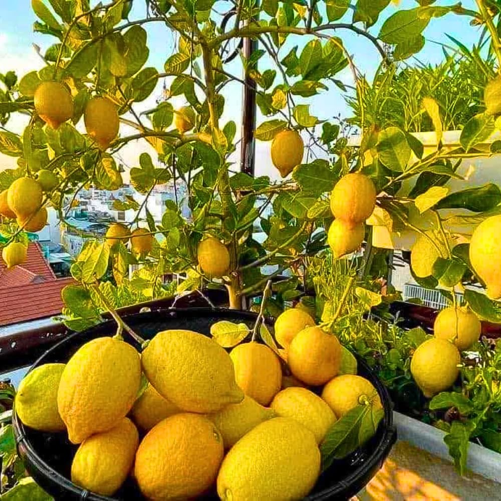 Meyer Lemon Tree Live Plant in Pot, Fruit-Bearing 2-3 Years Old Trees, Yellow Lemon Lime Tree in 3 Gallon Pot, High-yielding Spring Planting