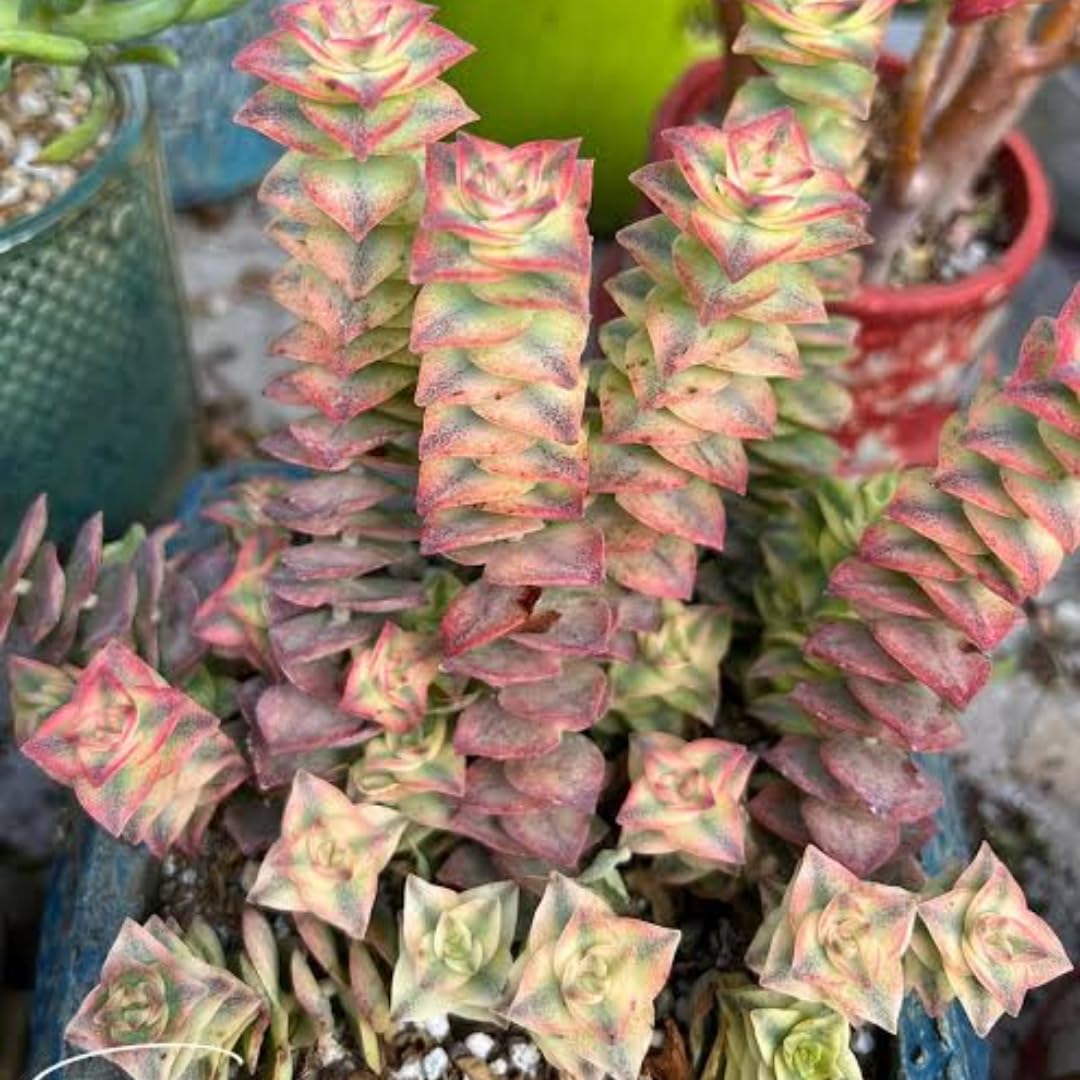 Variegated String of Buttons Live Plants, Easy Indoor Trailing Succulent in 2.5" Pot, Hanging Succulent Houseplant Indoor Outdoor Planting