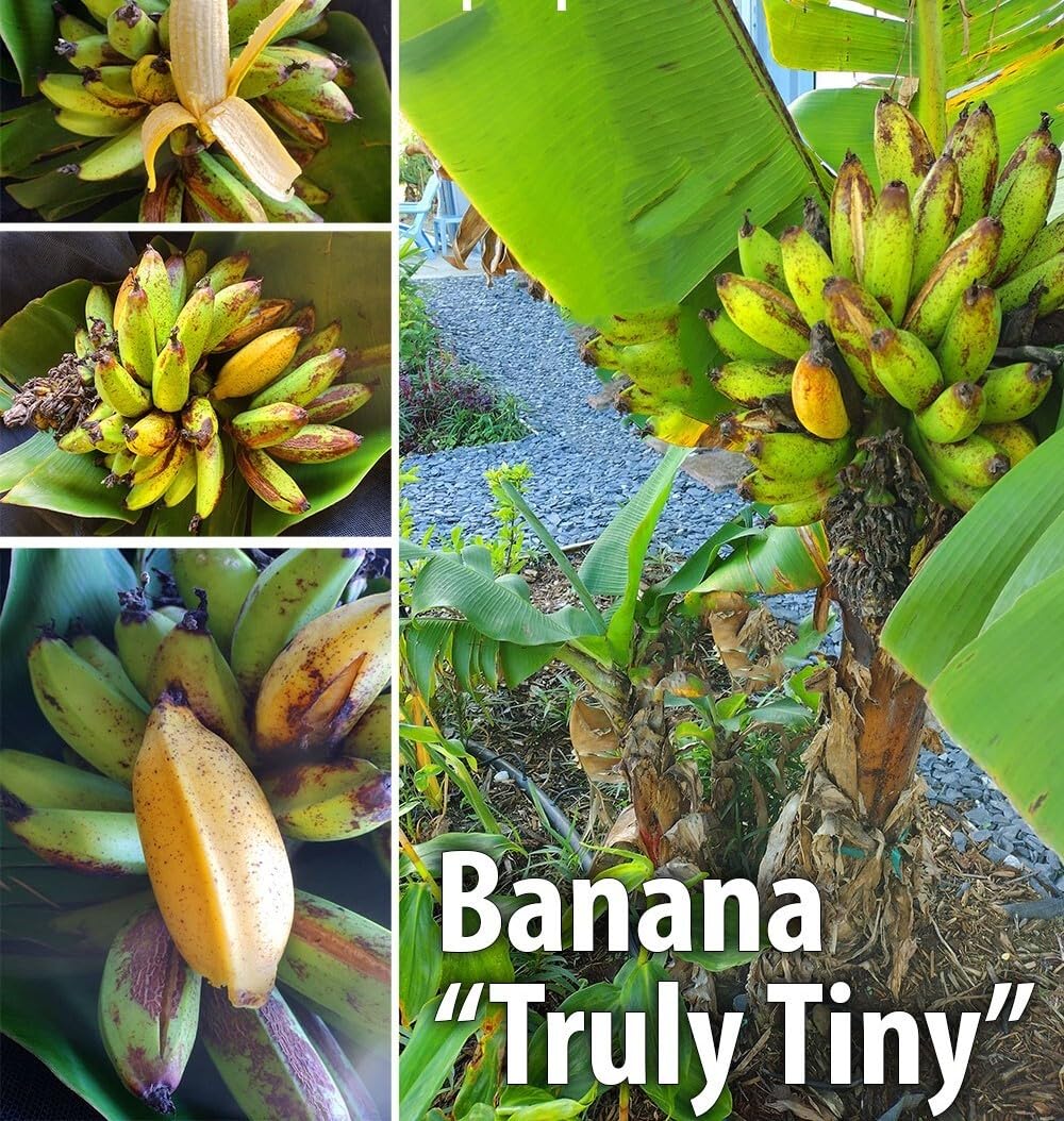 Live Plant - Truly Tiny Musa Banana Plant-Small Rooted Starter Plant