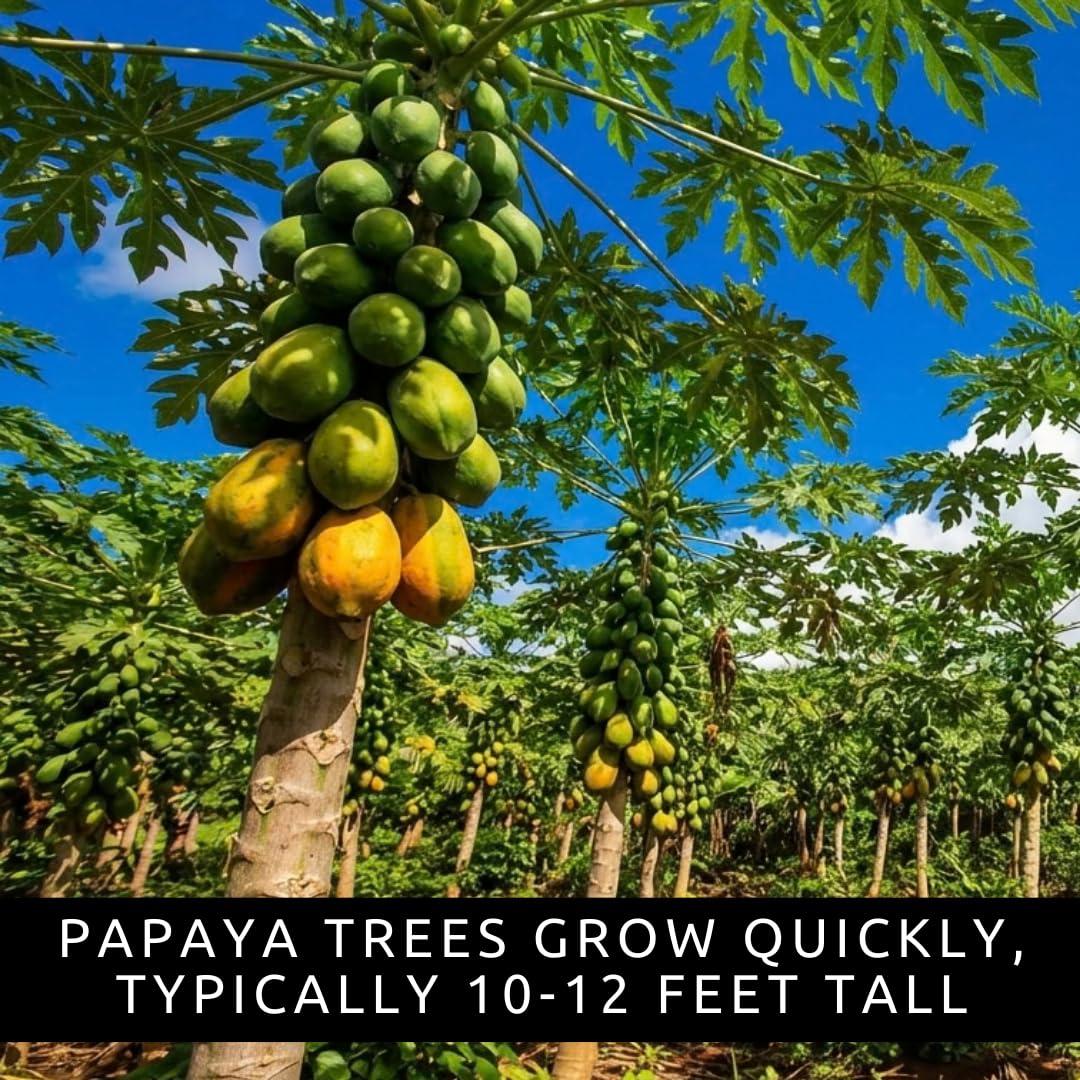 10 Dwarf Papaya Seed Sweet Fruit Tree Seeds for Planting - Grow Your Own Tropical Fruit Tree at Home, Patio, or Garden – Non-GMO, Fast-Growing, Edible Orange Fruits Perfect
