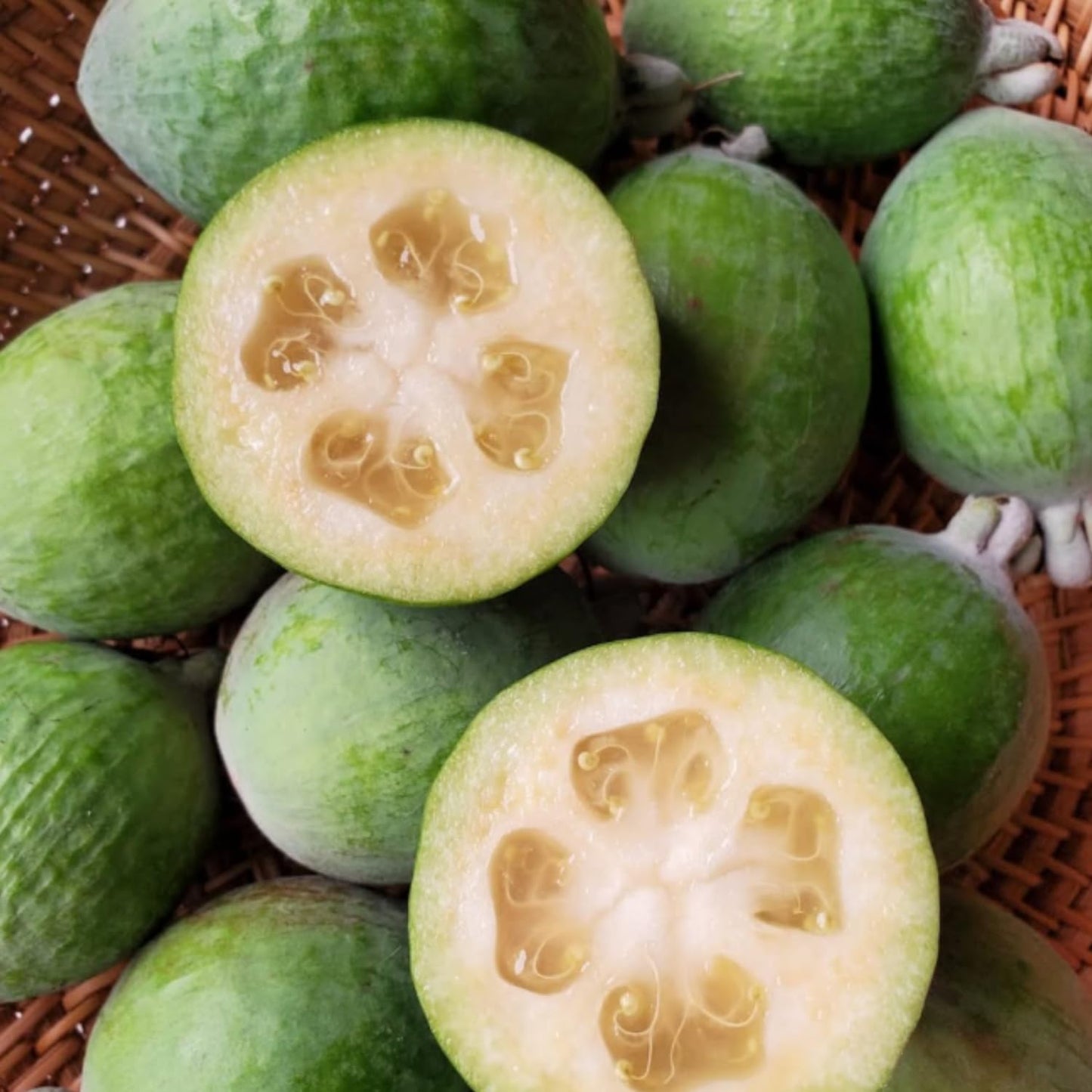 Pineapple Guava Live Plant, 4 to 6 Inches, Well Rooted Fragrant Guava for Garden