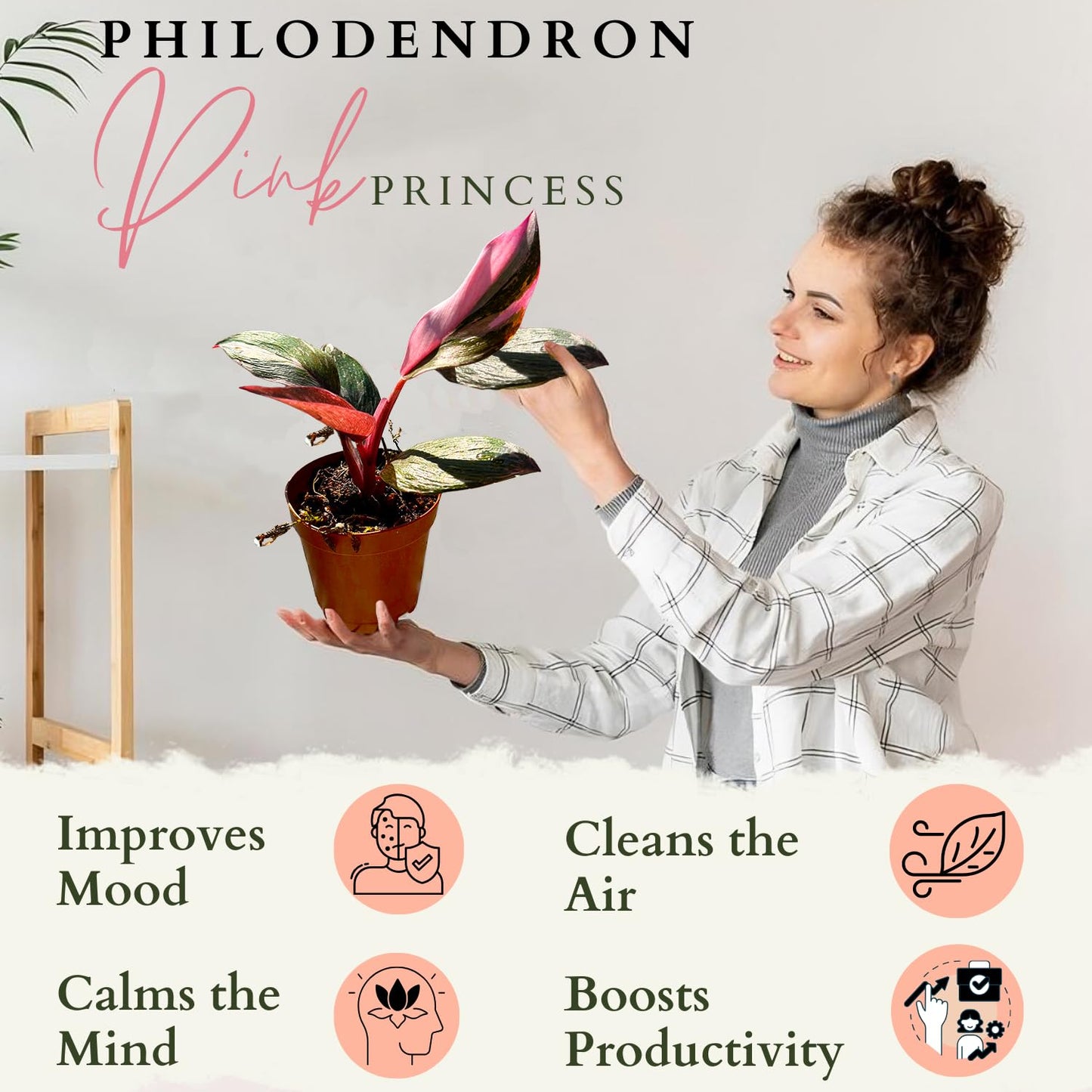 2 Inches Philodendron Pink Princess Live Plant with 4" Pot - Philodendron Plant Live Easy to Grow and Air Purifying - Indoor Houseplants for Home Office Wedding Decor & Gift Idea(Heat Pack Included)