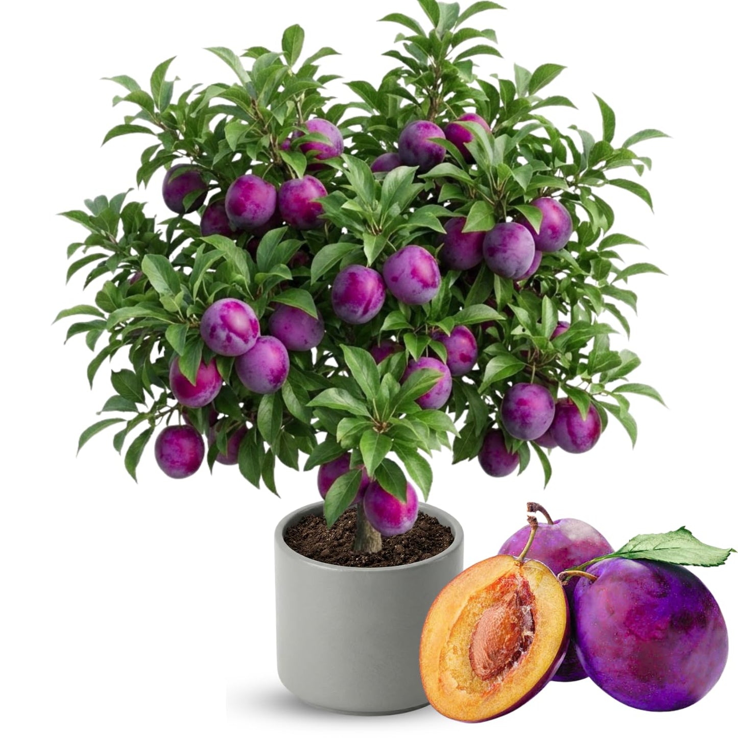 Grafted Plum Tree Live Plant Ready to Bear Fruit, 2-3 Ft Tall in 3 Gallon Pot, No CA, Spring Planting, Fast-Growing and High Yielding (Santa Rosa)