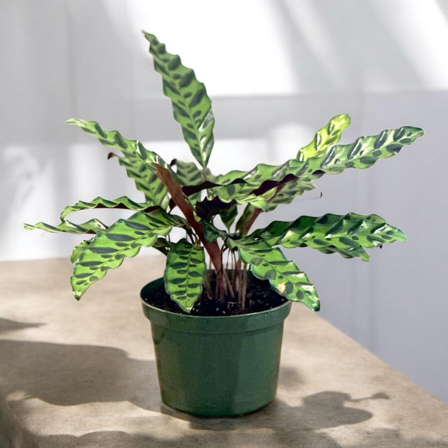 Calathea Lancifolia Live Plant, Rattlesnake Plant in 6 Inch Pot, Home Decor, Office Decor
