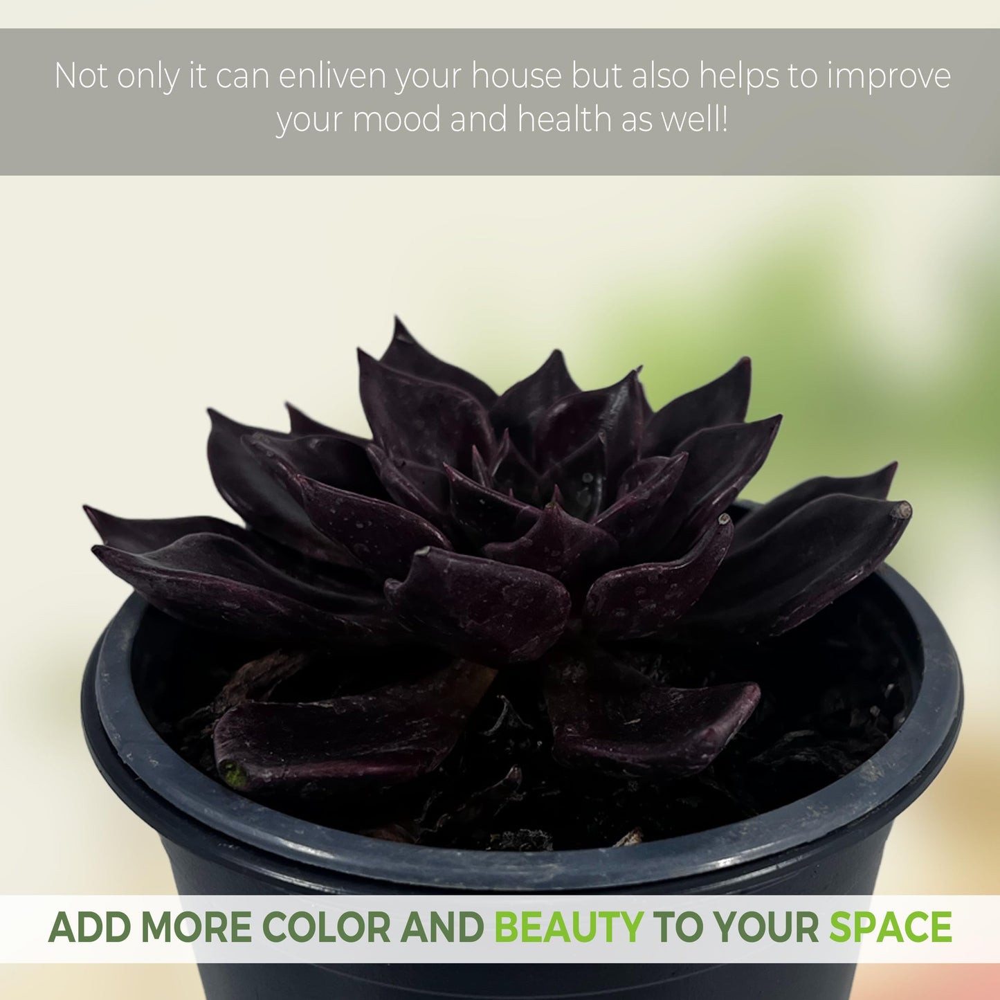 LEAL PLANTS ECUADOR Echeveria Dark Purple (Pack of 2) | Echeveria Succulent Purple Pearl |Natural Décor Plant |Evergreen Live Indoor Plant