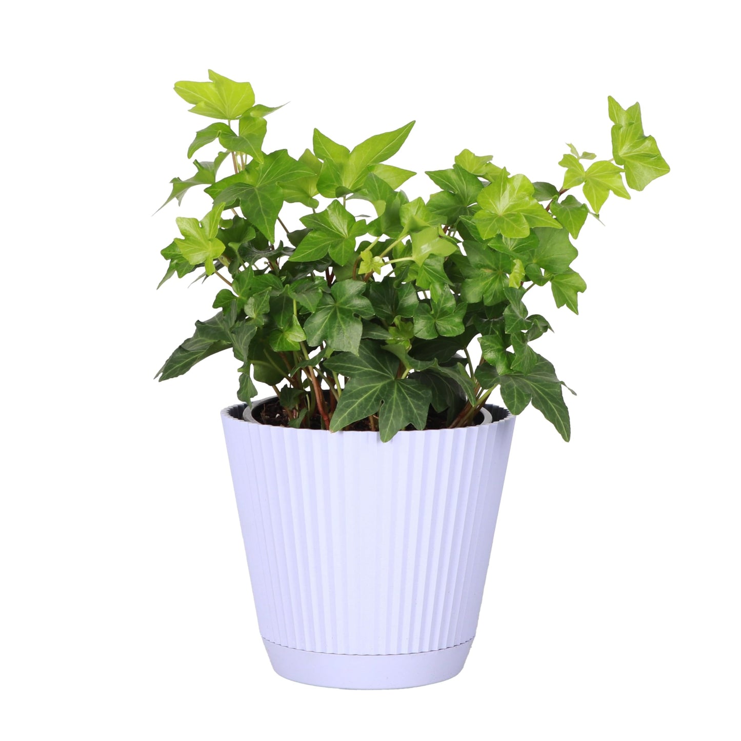 Thorsen's Greenhouse Live Green English Ivy Plant, Hedera Helix, Natural Air Purifier, Easy to Grow, Live Indoor Houseplant, 4" Diameter Pot (Lavender)