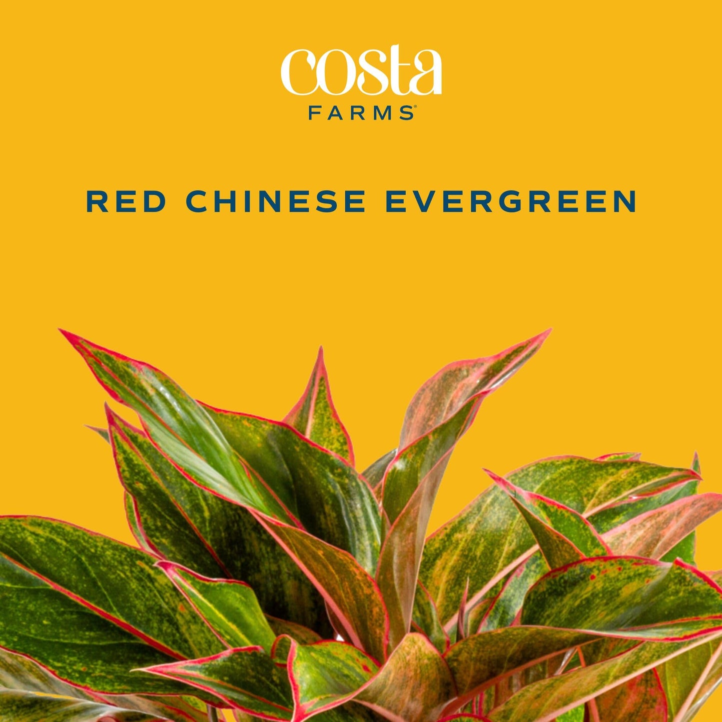 Costa Farms Chinese Evergreen Live Plant in Decorative Pot, Easy to Maintain, Air Purifying Indoor Houseplant, Home, Room, or Office Decor, House Warming or Birthday Gift, 12-18 Inches Tall