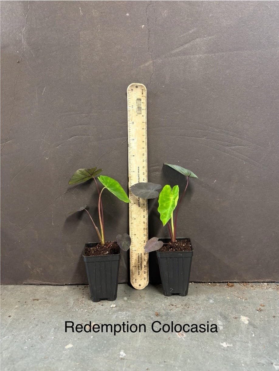 Live Plant - Colocasia esculenta- Elephant Ear - Small Rooted Starter Plant