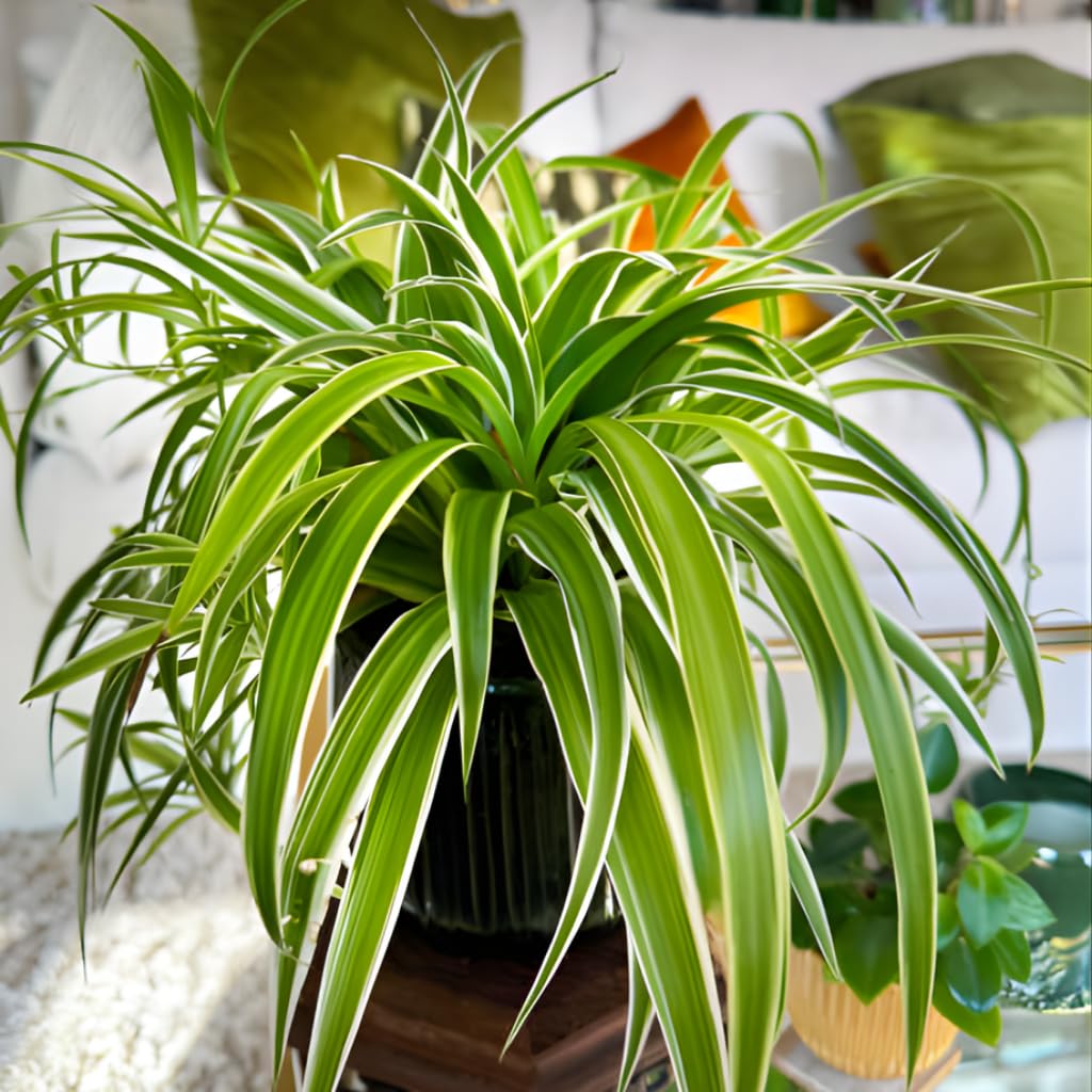 Curly Spider Plant Live in 2 Inch Pot, Live Spider Plants Indoor, Air-Purifying, Low Maintenance, Perfect for Home and Office Décor, Easy Care Starter Plants