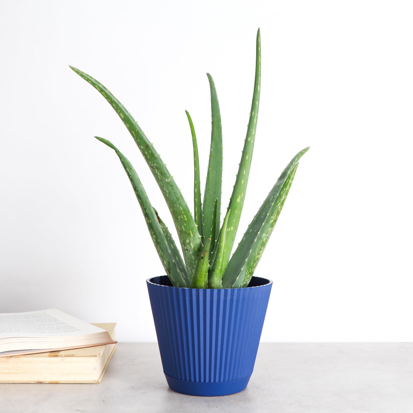 Thorsen's Greenhouse Aloe Vera, Live Indoor Plant, Aloe barbadensis, Easy to Grow, Succulent, Natural Air Purifier, 6" Diameter Pot (Navy)
