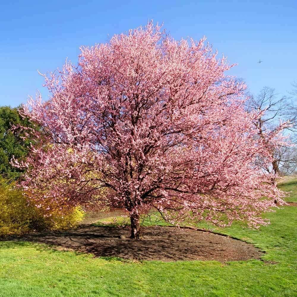 Kwanzan Japanese Flowering Cherry Tree - 24-36" Tall Live Plant - Pink Flowering Cherry Blossom Tree - Prunus 'Kanzan'