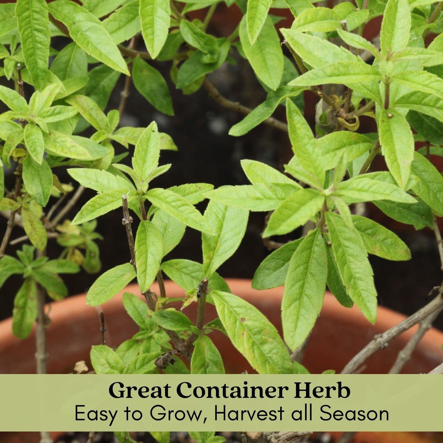Clovers Garden Lemon Verbena Herb Plants – Two (2) Live Plants – Non-GMO - Not Seeds - Each 4" to 8" Tall – in 4" Inch Pots - Bright Lemony Herb, Great Grower