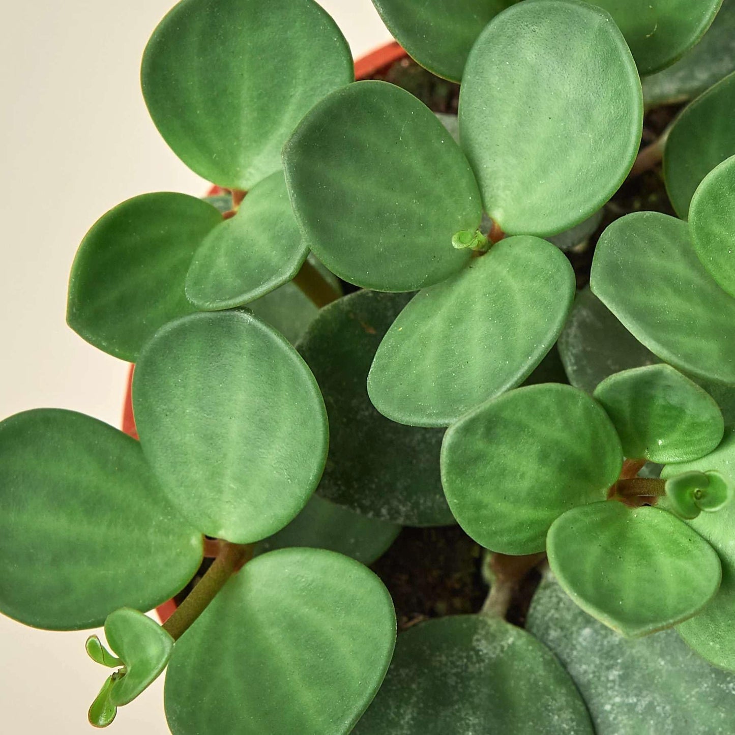Peperomia Hope Live Plant for Indoor | Different Houseplants in 4'' & 6'' Pot | Real House Plant for Living Room, Office, Desk & Bathroom | Peperomia tetraphylla Hope
